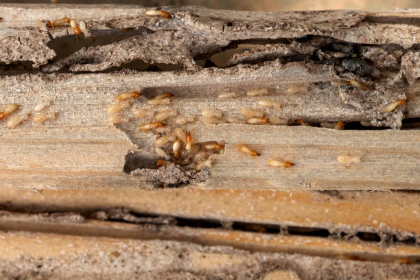 Best Wasp Removal Services  in Ypsilanti, MI